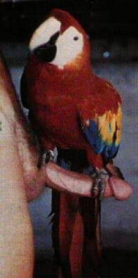 parrot.jpg