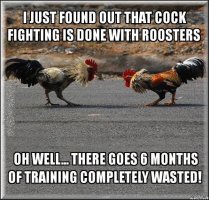 1 cock fighting.jpg